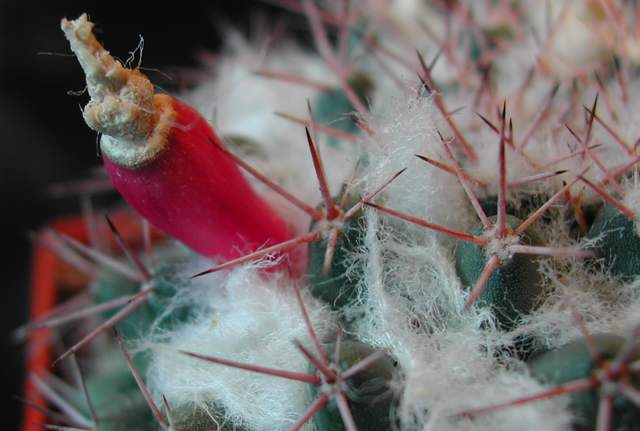 Mammillaria pseudoscrippsiana (2).jpg
